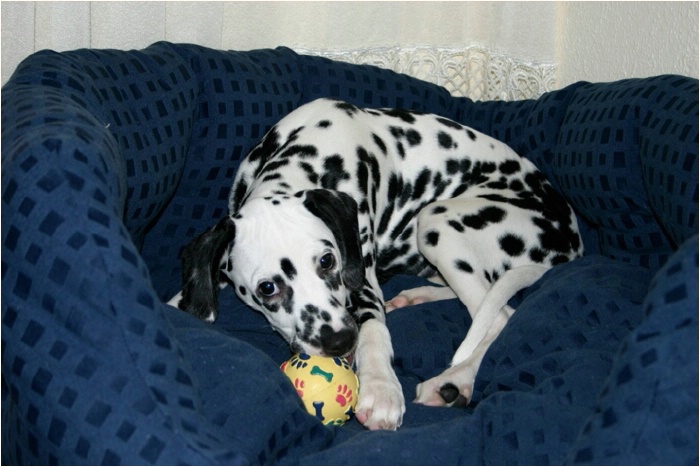 auch nicht mit dem Puzzelball?
